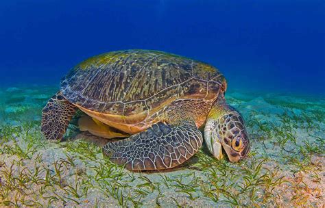 The Conservation Paradox Missing The Meadows For The Green Turtles