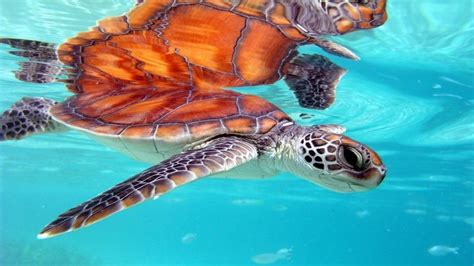 Marine Honu Turtle Bora Bora South Polynesia Desktop Background 3840×