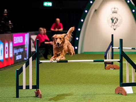 Attending Your First Agility Show The Kennel Club
