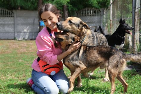 4 Ways To Volunteer With Shelter Animals In Houston Houstonia Magazine