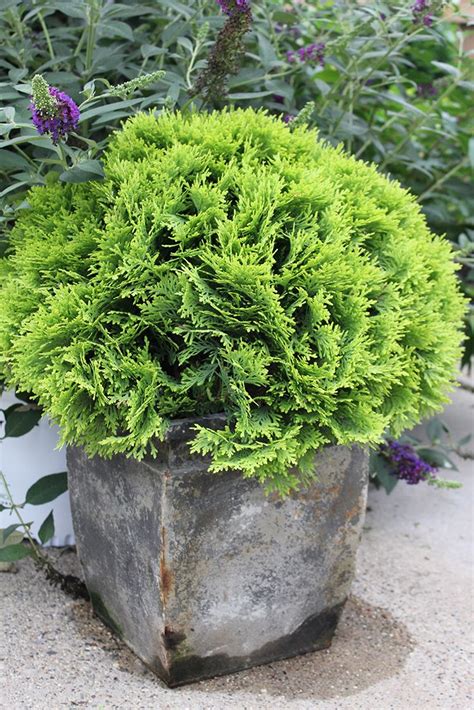 Evergreen Plants For Pots Plants Bb