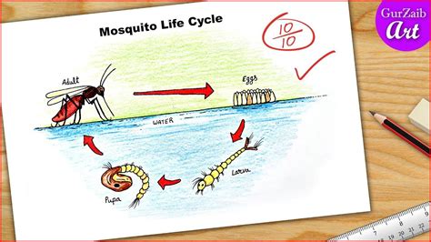 Mosquito Life Cycle Life Cycles Science Poster Cycling Diagram