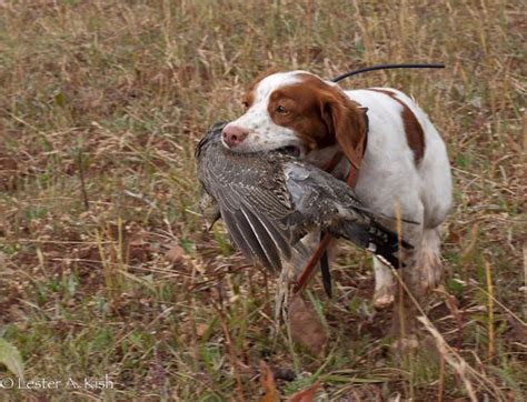 Brittany Dog Brittany Dog Bird Dogs Hunting Dogs