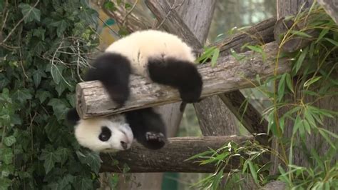Vienna Zoo Panda Twins Venture Outside For The First Time Youtube