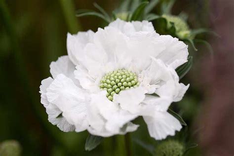 Scabiosa Caucasica Perfecta Alba Bbc Gardeners World Magazine