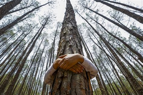 Tree Huggers Attempt New World Record Nbc News