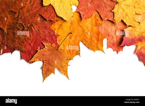 Dry Autumn Leaves Isolated Stock Photo Alamy