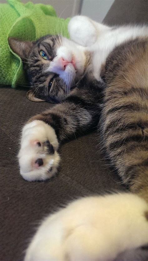 56 Cute Cats Sleeping In Crazy Awkward Positions Snappy