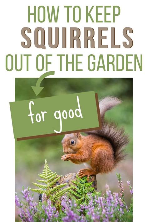 How to keep squirrels away from your bulbs this past fall, i ordered a bulb mix that included tulips from a local landscape designer, candy venning of venni gardens. How To Keep Squirrels Out Of The Garden in 2020 | Get rid ...