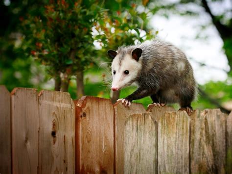 Opossum Eating Habits In The Home Garden Gardening Know How