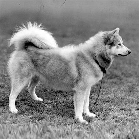 American Eskimo Dog Dog Breed Information
