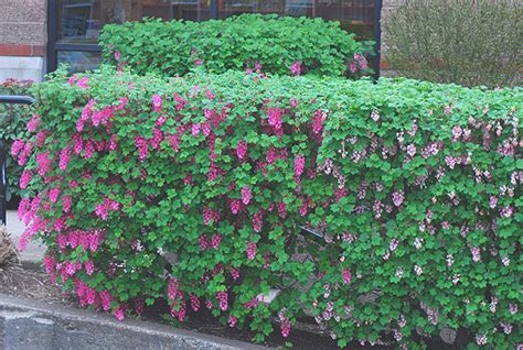 Whereas evergreen hedges block out nosy neighbors, flowered hedges can be formed. Ribes sanguineum | Landscape Plants | Oregon State University
