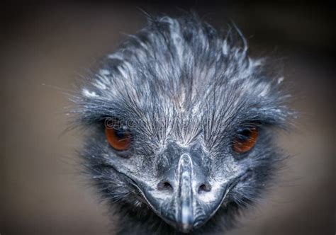 The Emu Stock Photo Image Of Look Blush Glance 87302538