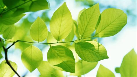 Free Leaf Wallpapers For Computers MAXIPX