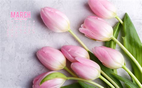 Download Wallpapers 2020 March Calendar Pink Tulips Pink Flowers