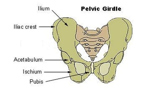 The Pelvic Girdle The Human Skeletal System