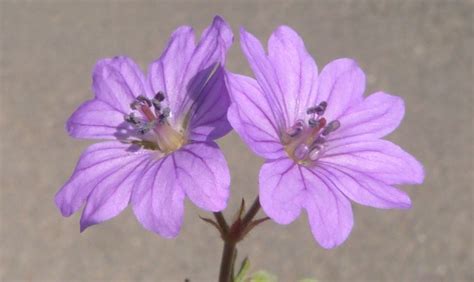 Hedgerow Cranesbill Naturespot