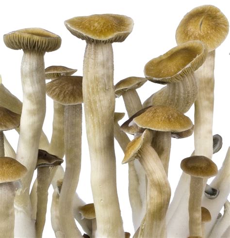 Psilocybin Mushroom Grow Kit With Spores All Mushroom Info