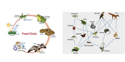 Difference Between Food Chain And Food Web By Learn With Ellis Nelson