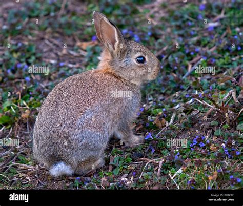 Baby Wild European Rabbit Oryctolagus Cuniculus Stock Photo Alamy