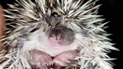Funny Hedgehogs 🎇 Cute Hedgehogs Funny Pets Youtube