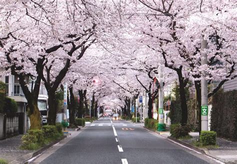 17 Of The Most Beautiful Places To See Cherry Blossoms In Tokyo