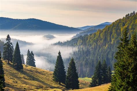 Coniferous Forest On A Hillside In Foggy Mountains At Sunrise Stock