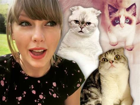taylor swift cats taylor swift explains why she carries her cat olivia taylor swift is