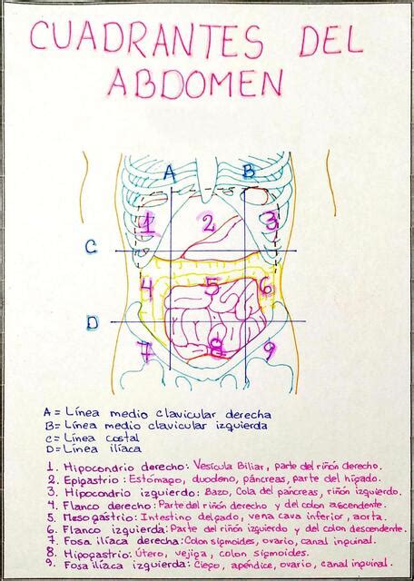 Cuadrantes Del Abdomen Estudiantes De Obstetricia Udocz