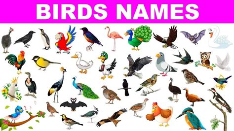 150 Names For Birds Best Bird Names Cute Funny Pet Care Stores
