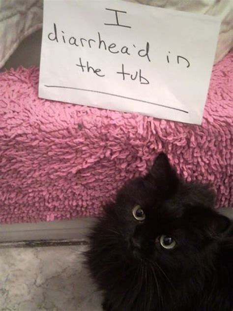 Cat Shaming 25 Pics