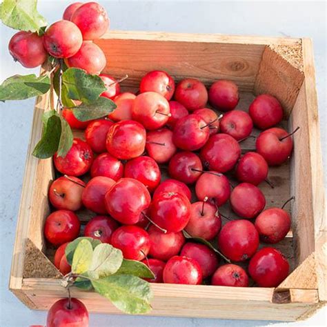 Malus Appletini 13cm Potted Yougarden