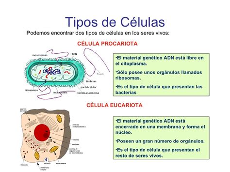 La Célula Unidad Fundamental De La Vida