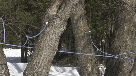 Maple Tree Sap Tapping Season Might Be Over Before It Begins