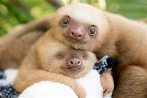 Two Sloths Cuddling