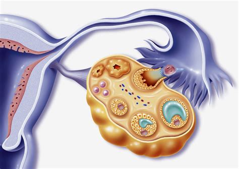 Researchers Describe A New Hypothesis About Why The Female Orgasm Exists The Two Way Npr