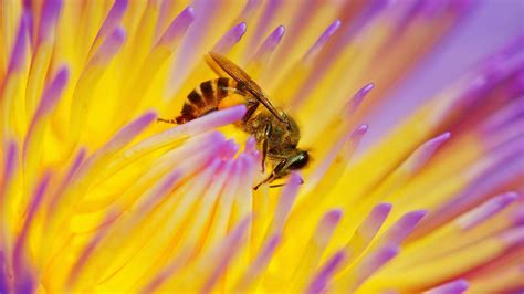 Bee In A Beautiful Flower Field