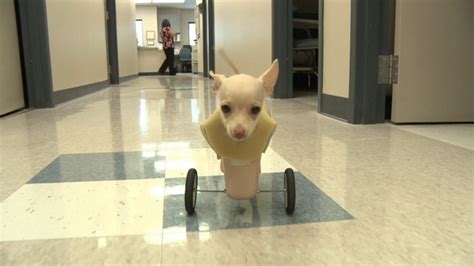 Maybe you would like to learn more about one of these? Two-legged dog gets her wheels on Vimeo