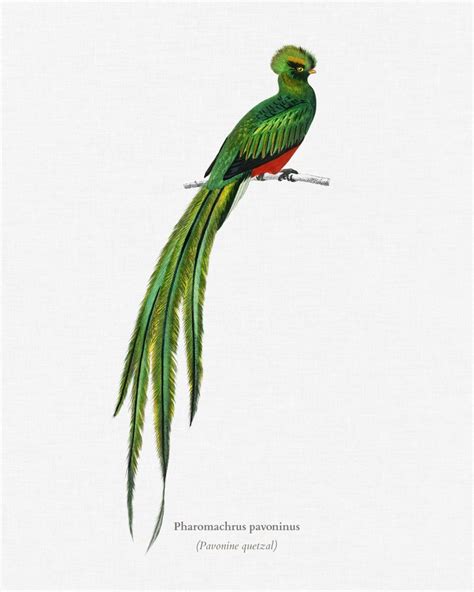 quetzal tattoo image rock eurasian eagle owl mural nature journal bird illustration bird