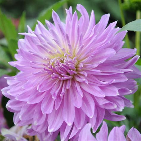 Unique Blue Fireball Dahlia Seeds 100 Pcspack Greenseedgarden