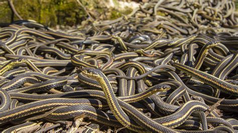 Кит даллас, лин шэй, флекс александр и др. Garter snakes are surprisingly social, forming ...
