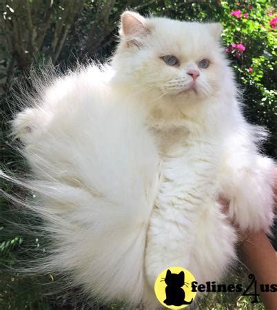 British longhair cats shed lightly in comparison to other longhaired breeds, but they do have a thick. British Shorthair Stud Cat: British longhair White Male ...