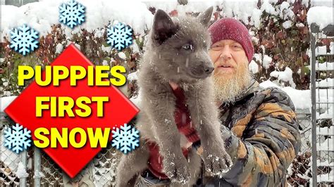 Puppies First Snowstorm Playing In Deep Snow For 1st Time Youtube