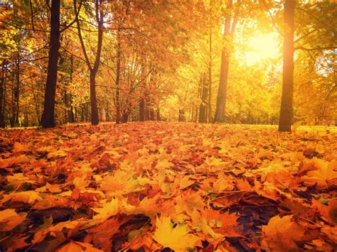 Trees With Orange Fall Foliage What Trees Have Orange Leaves In Fall