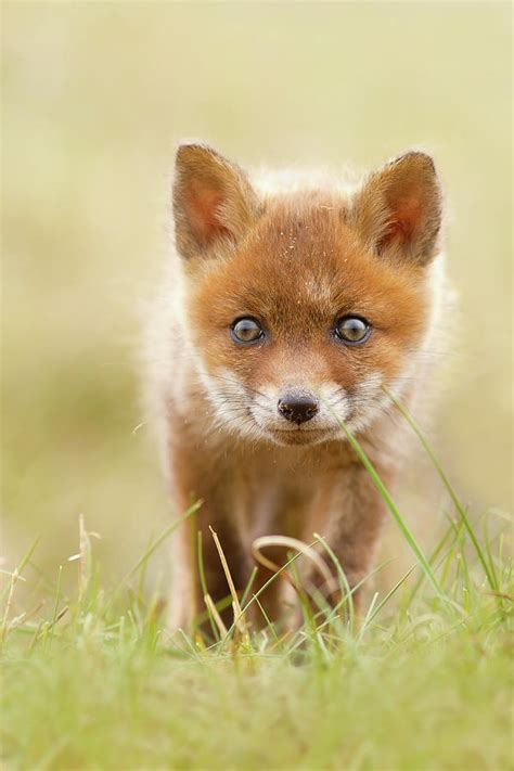 Cute Overload Red Fox Kit Photograph By Roeselien Raimond