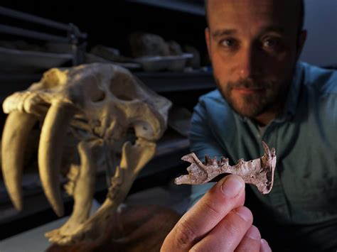 Newly Discovered Sabre Tooth Predator Is Millions Of Years Older Than