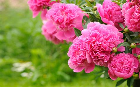 Flowering Plants Peonies Pink Flowers Bulbs Green Background Floral ...