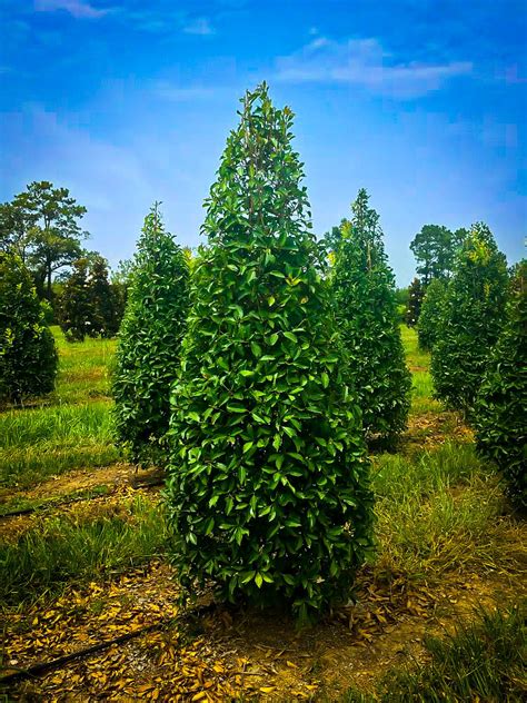 Savannah Holly Trees For Sale The Tree Center™