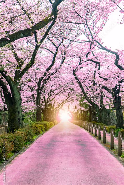 Lighting At The Destination Walking Path Under The Beautiful Sakura