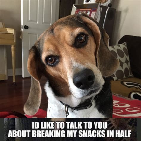 Just A Sassy Beagle Meme Guy